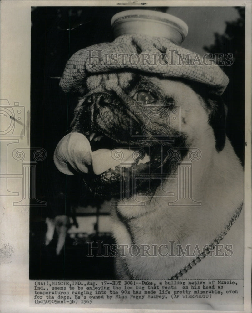 1965 Press Photo ENGLISH BULLDOG - Historic Images