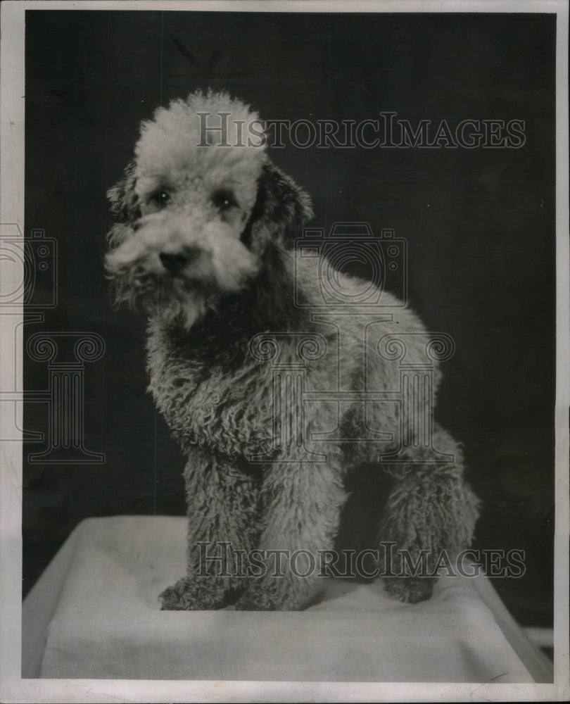 1955 Press Photo Edwinsion Ransom Seyfarth Huron Dog - RRU59663 - Historic Images