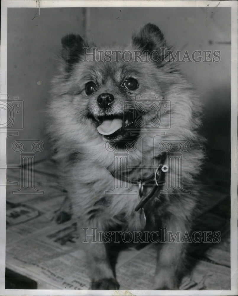 1952, Part Pomeranina Dog Chicago Story - RRU59669 - Historic Images