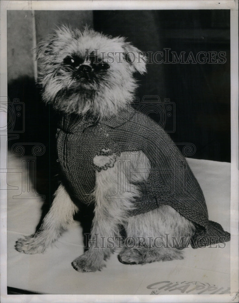 1952 Outalong Paul Brussels Griffon wool - Historic Images