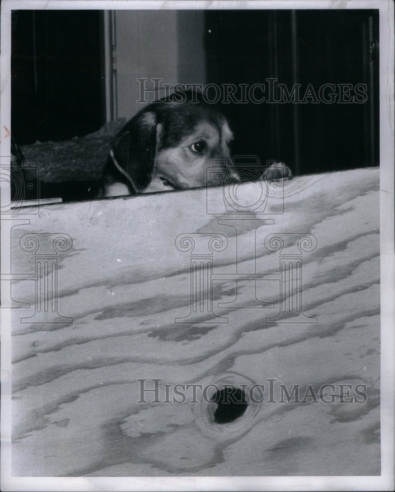 1972 Press Photo Charlotte Slater News Writer Dog - RRU60997 - Historic Images