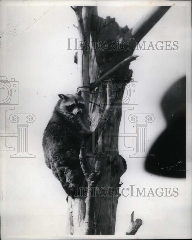 1935, Racoon Mammal Native America North - RRU61083 - Historic Images