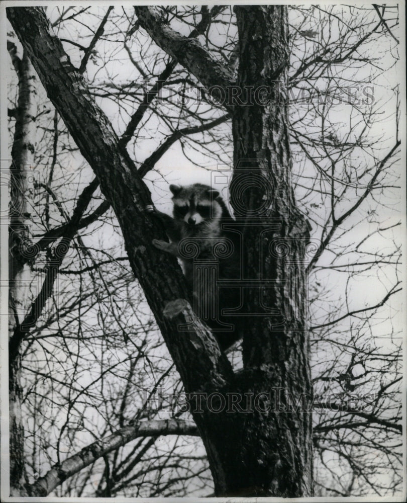 1949 Press Photo Raccoon Dexterous Tribal Animal Mich - RRU61165 - Historic Images