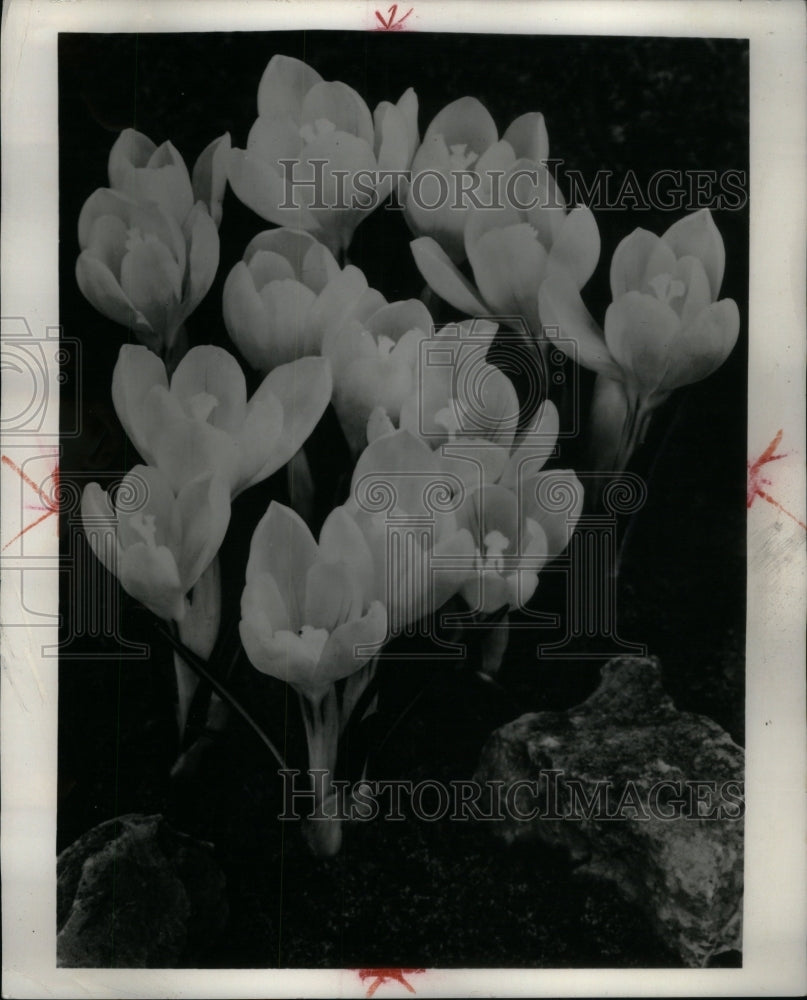 1967 Press Photo Crocus Iris Family Species Corms Genus - RRU62795 - Historic Images