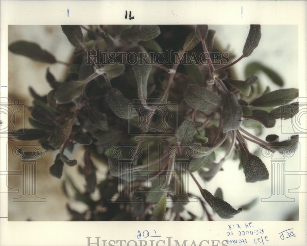 1992 Purple Sage used in cottage cheese - Historic Images