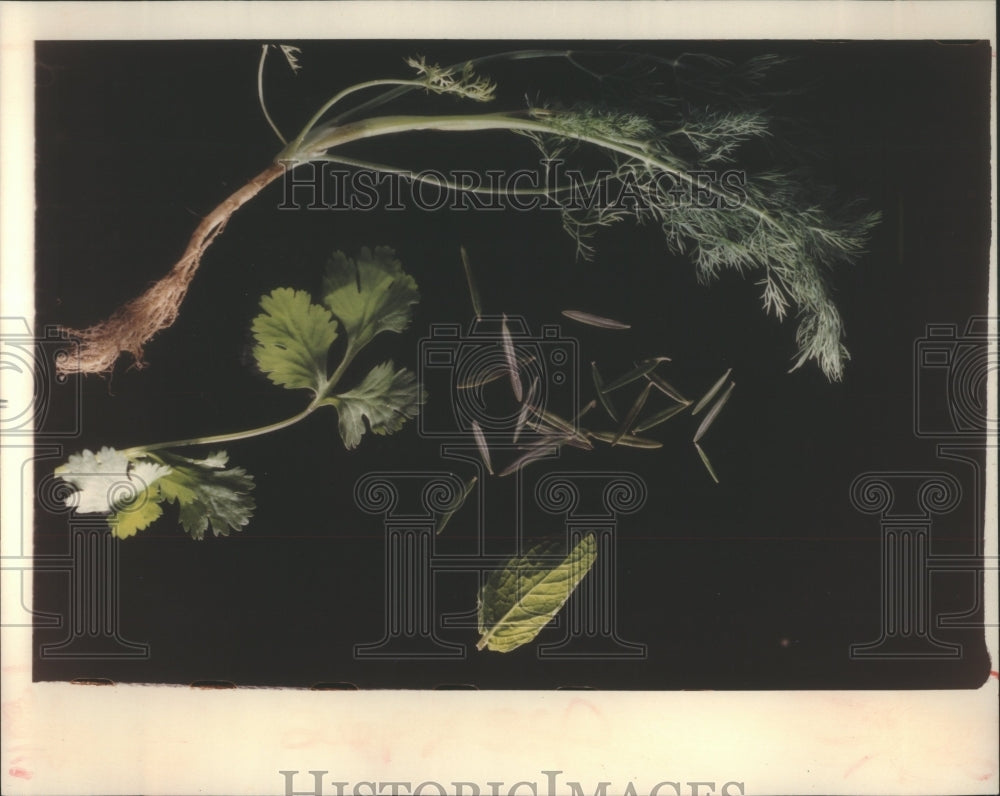 1991 Herbs,leaf from sprig of parsley - Historic Images