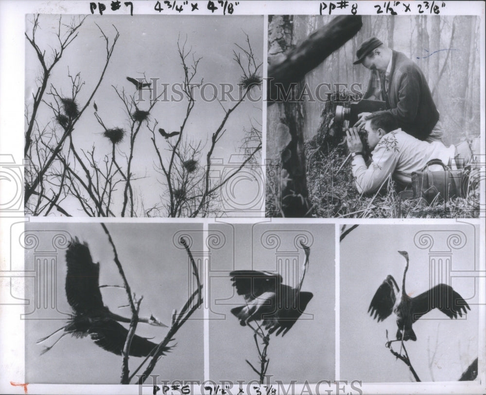 1958, Colony Of Great Blue Herons - RRU64941 - Historic Images