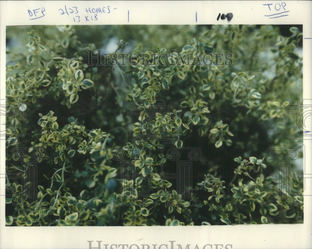 1992 Variegated Lemon Thyme For Spices-Historic Images