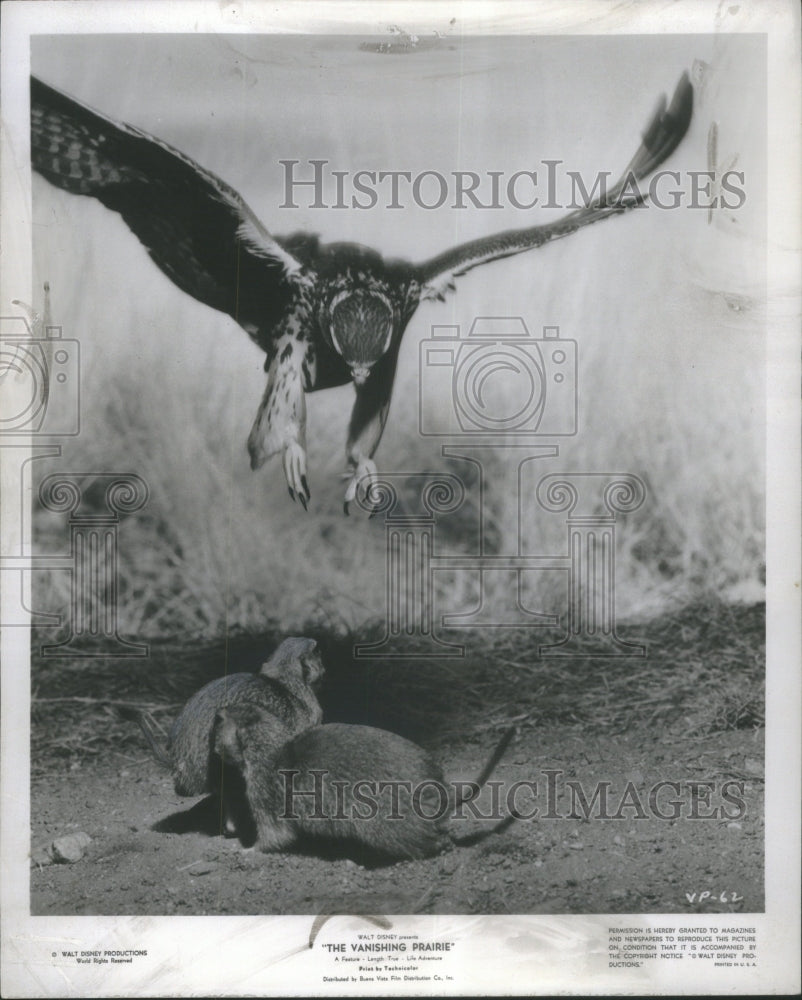 1954 Press Photo Falcon Prairie Dogs Walt Disney - Historic Images