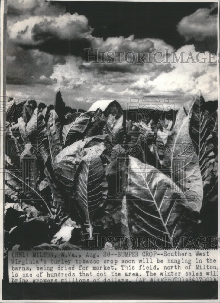 1975 Barley Tobacco ready for harvest-Historic Images