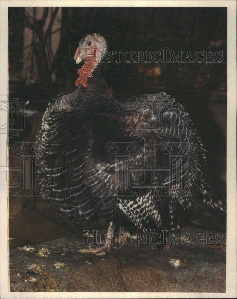 1989 Birds Turkey Chicago Giblet - Historic Images