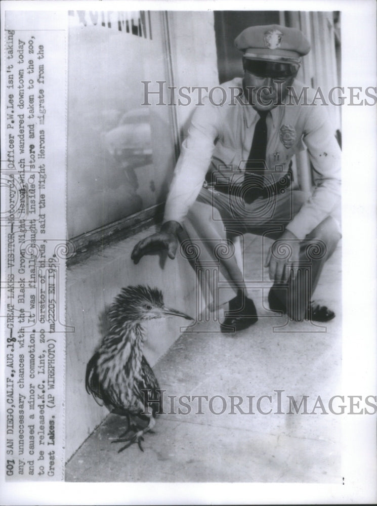 1959 Officer tries to capture a Night Heron - Historic Images