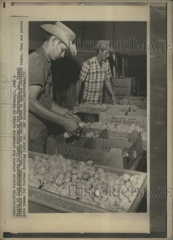 1972 Chicks Hatch Special Incubator Tray  - Historic Images