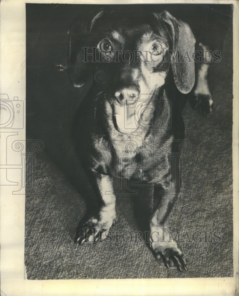 1949 Press Photo White Collar zoo Night watchman - RRU68199 - Historic Images