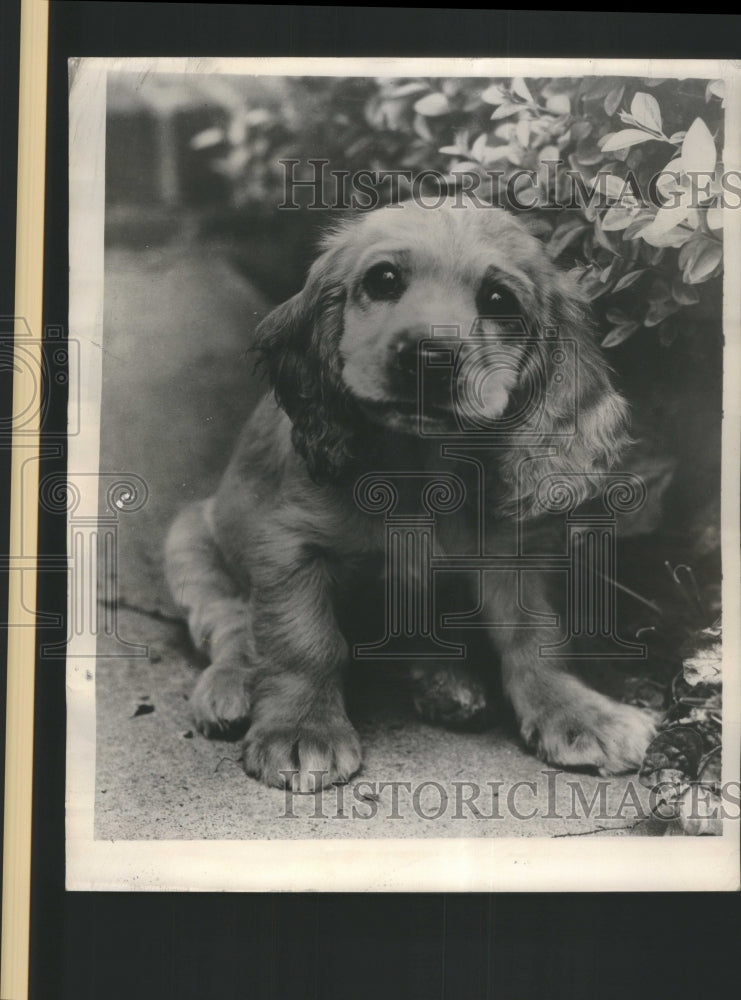 1949 Cocker Spaniel Puppy  - Historic Images