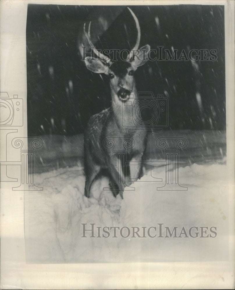 1949 Press Photo ZOO - RRU68305 - Historic Images