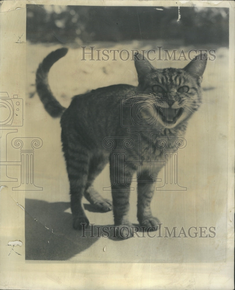 1949 Press Photo ZOO - RRU68317 - Historic Images