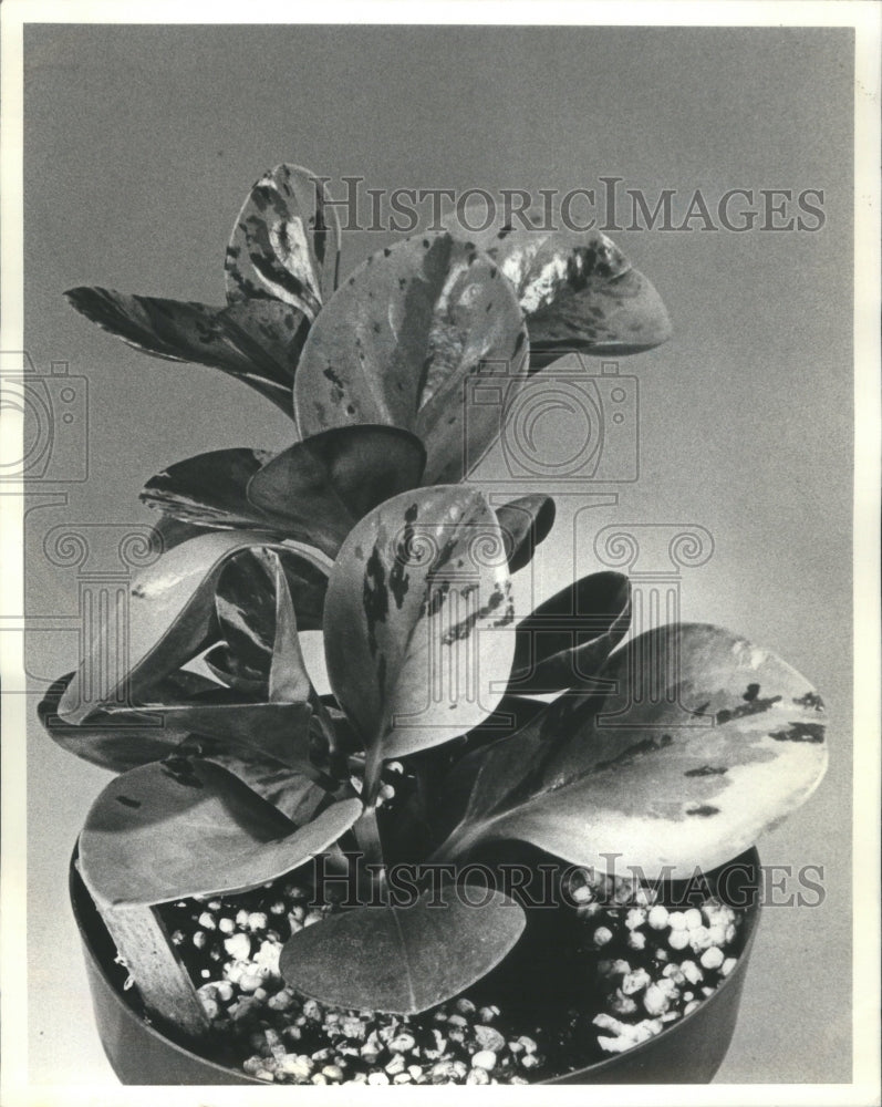 1981, Peperomios Houseplants - RRU68405 - Historic Images