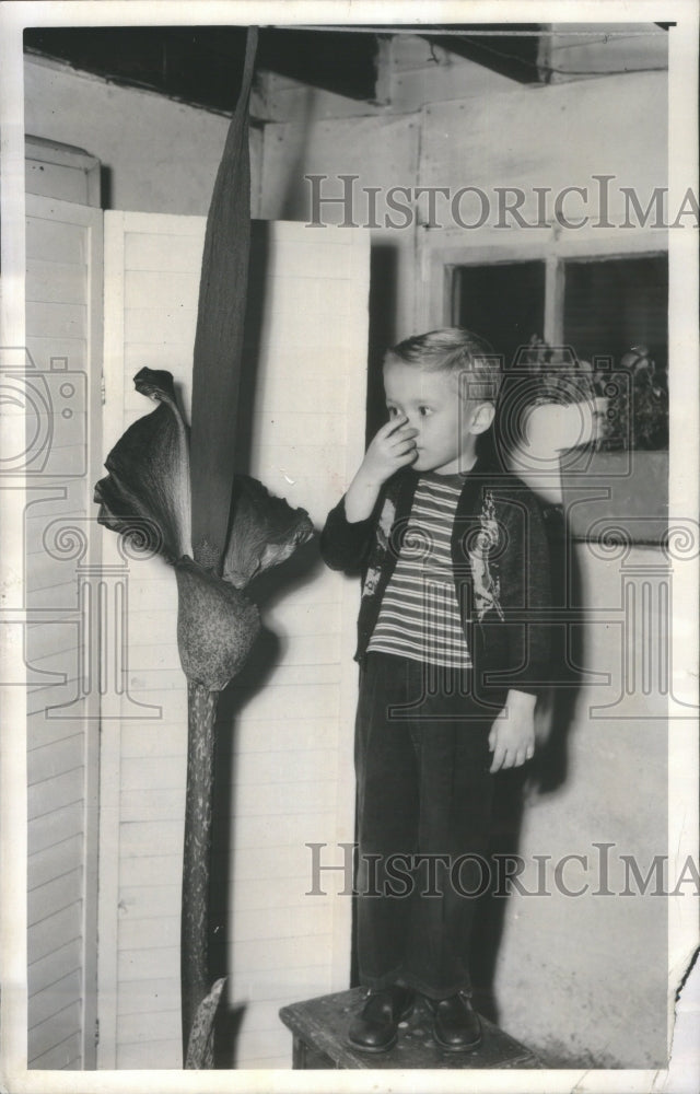 1957 Stinky Leopard palm lily - Historic Images