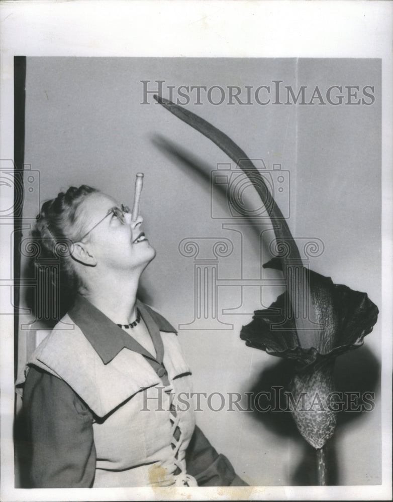 1957 Press Photo Lily of India grows in Washington DC - Historic Images