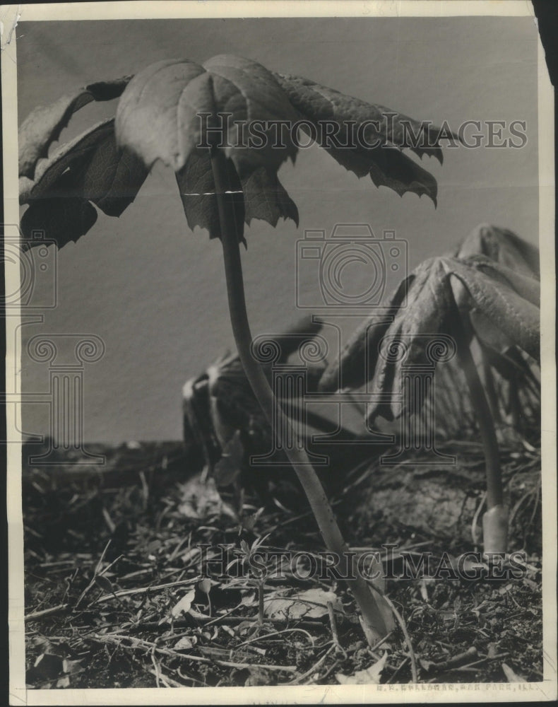 1938 Press Photo Flowers the Mandrake or may apple - RRU68439 - Historic Images