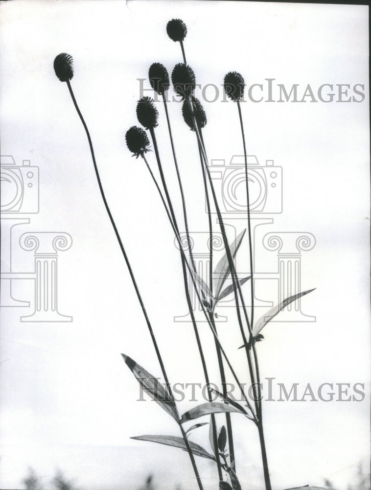 1970 Press Photo Westen Cone Flower - RRU68457 - Historic Images
