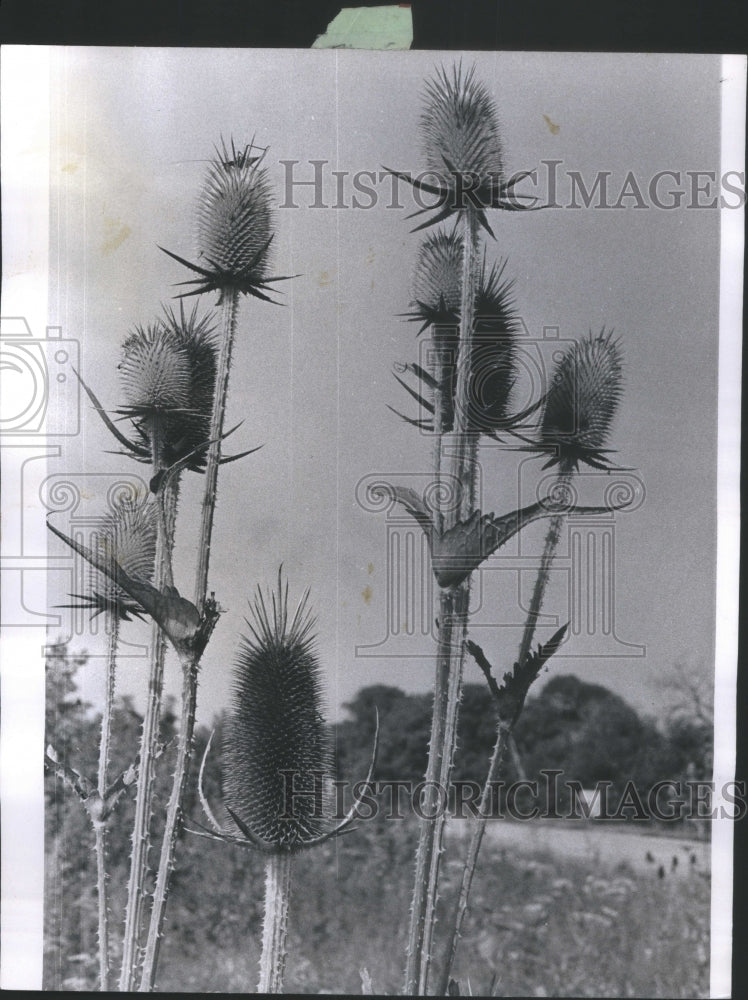 1967 Press Photo Teasel Pods Solid Wild Flowers Field - Historic Images