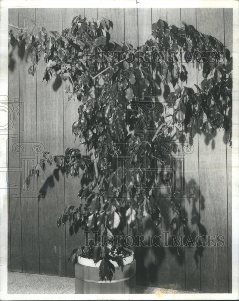1981 Weeping Banyan Fig - Historic Images