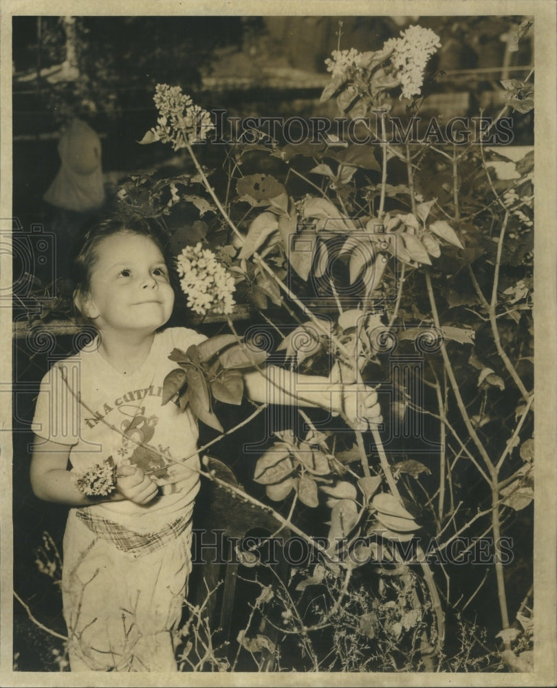 1955 Breath Spring Lilac Bush Gladys Hamlin - Historic Images