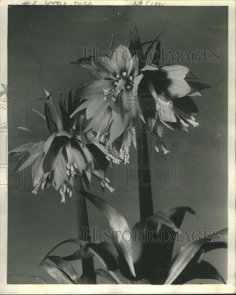 1939, Crown Imperial - RRU68479 - Historic Images