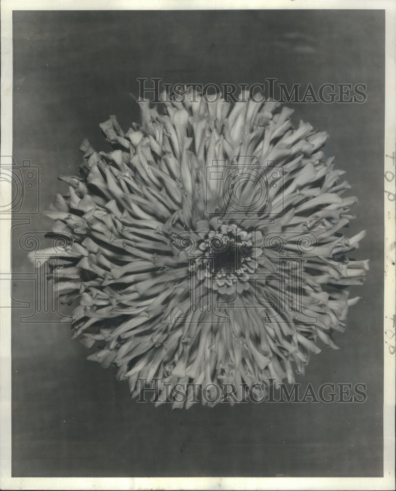 1953 Press Photo Flowers  Zinnia Blaze - Historic Images