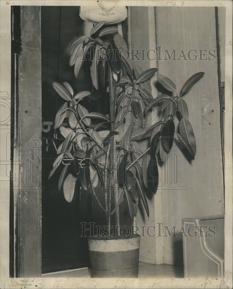 1939 Rubber tree plant James Zwias - Historic Images