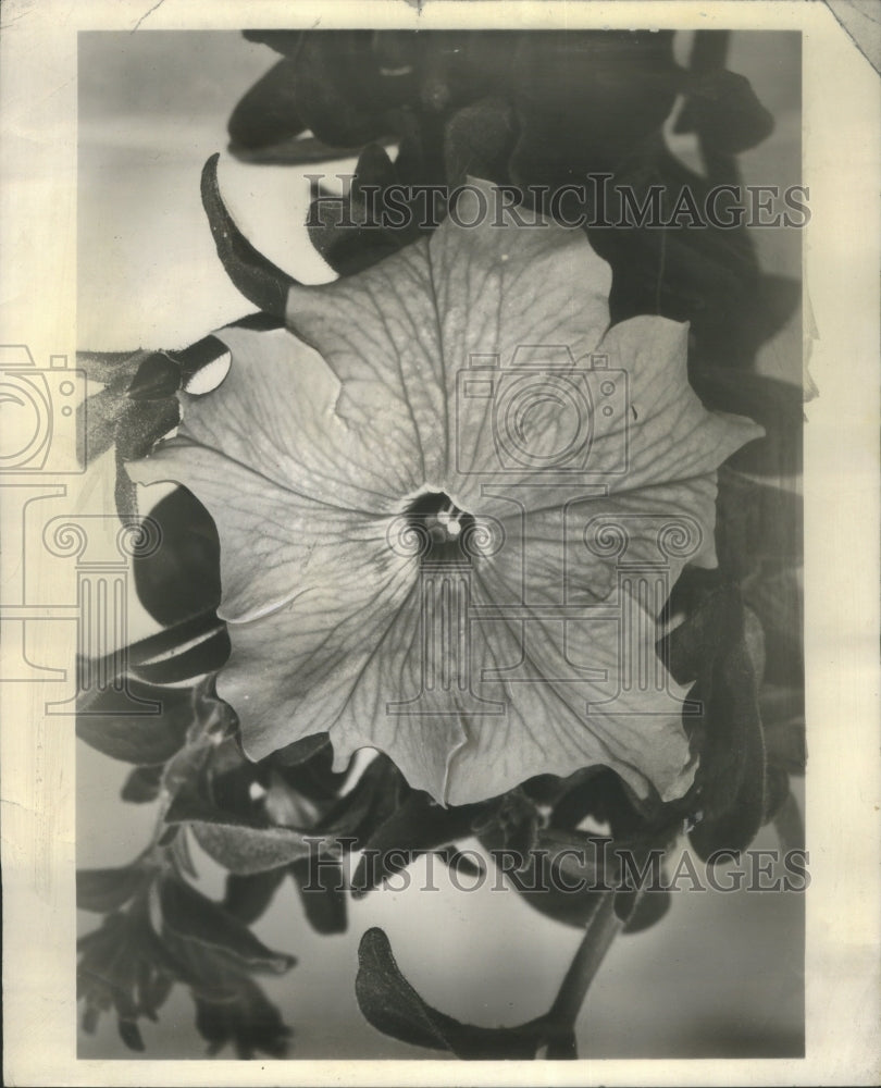 1959 Press Photo FLOWERS PETUNIAS SOUTH AMERICAN ORIGIN - RRU68521 - Historic Images