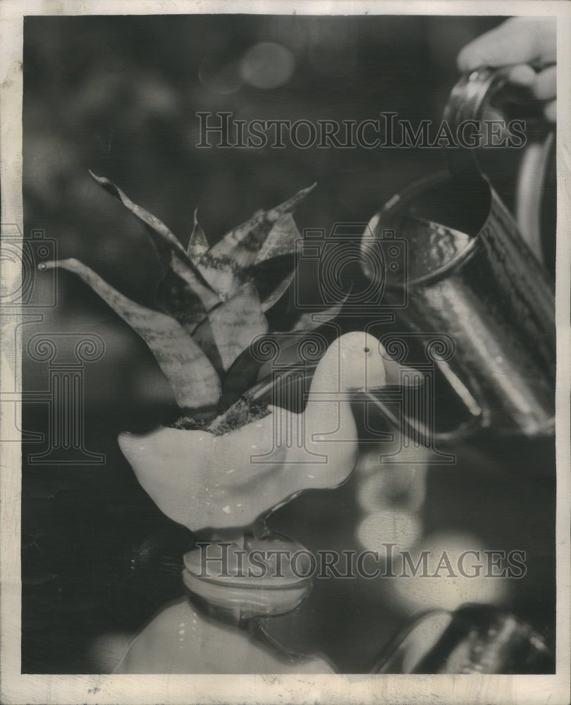 1947 hahn Sansevierria Watering China Goose - Historic Images