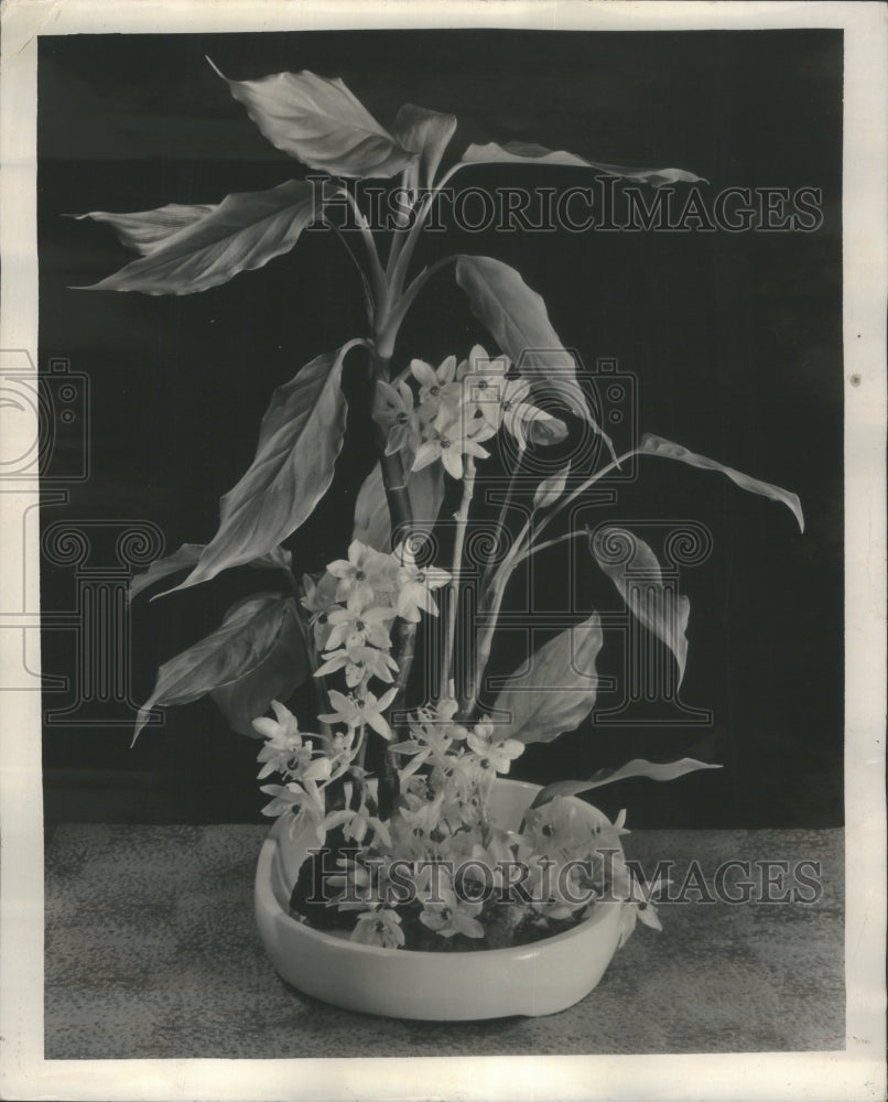 1939 Press Photo Star of Bethlehem Chinese Evergreens - RRU68543 - Historic Images