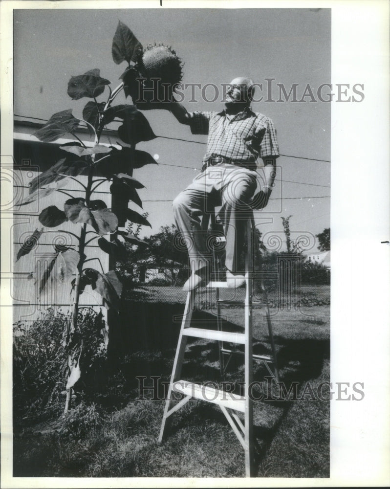 1984 Press Photo Sunflower Gardening Flowers - RRU68549 - Historic Images