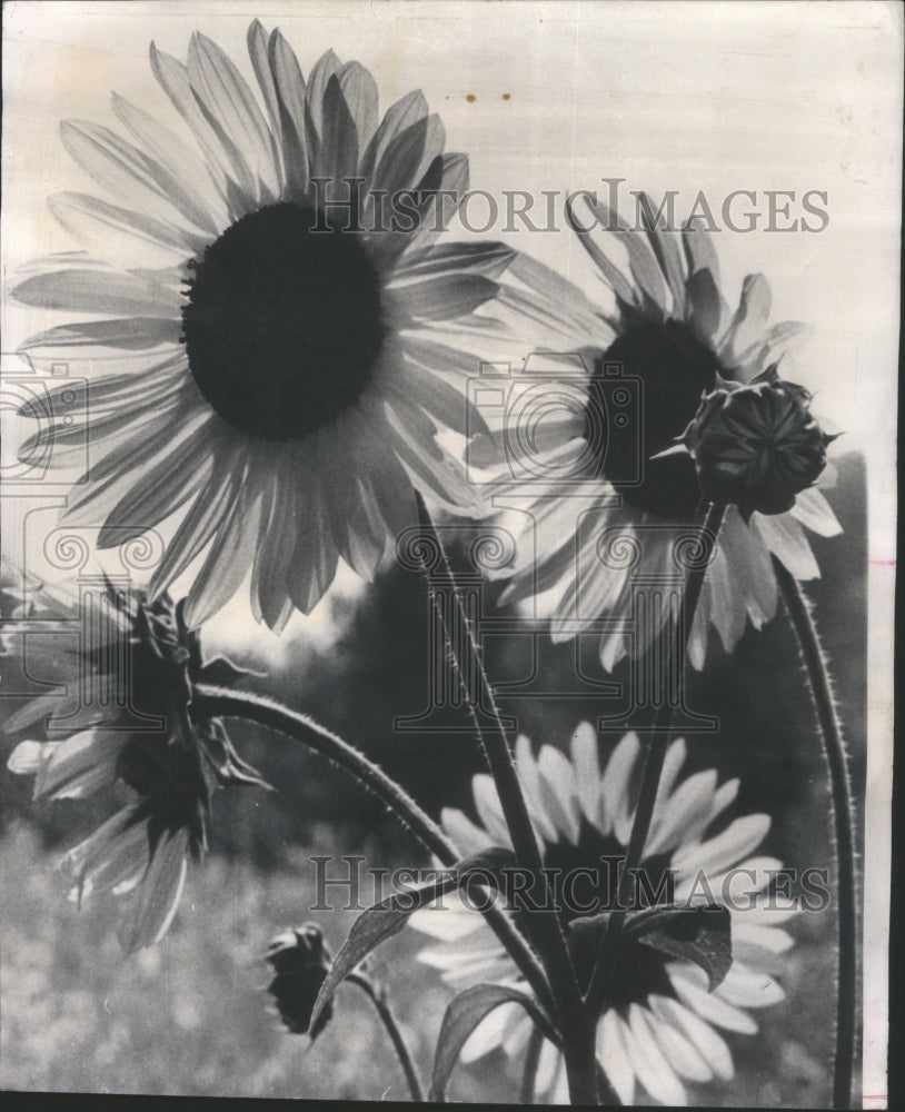 1967 Sunflowers Flowers Forest Park - Historic Images