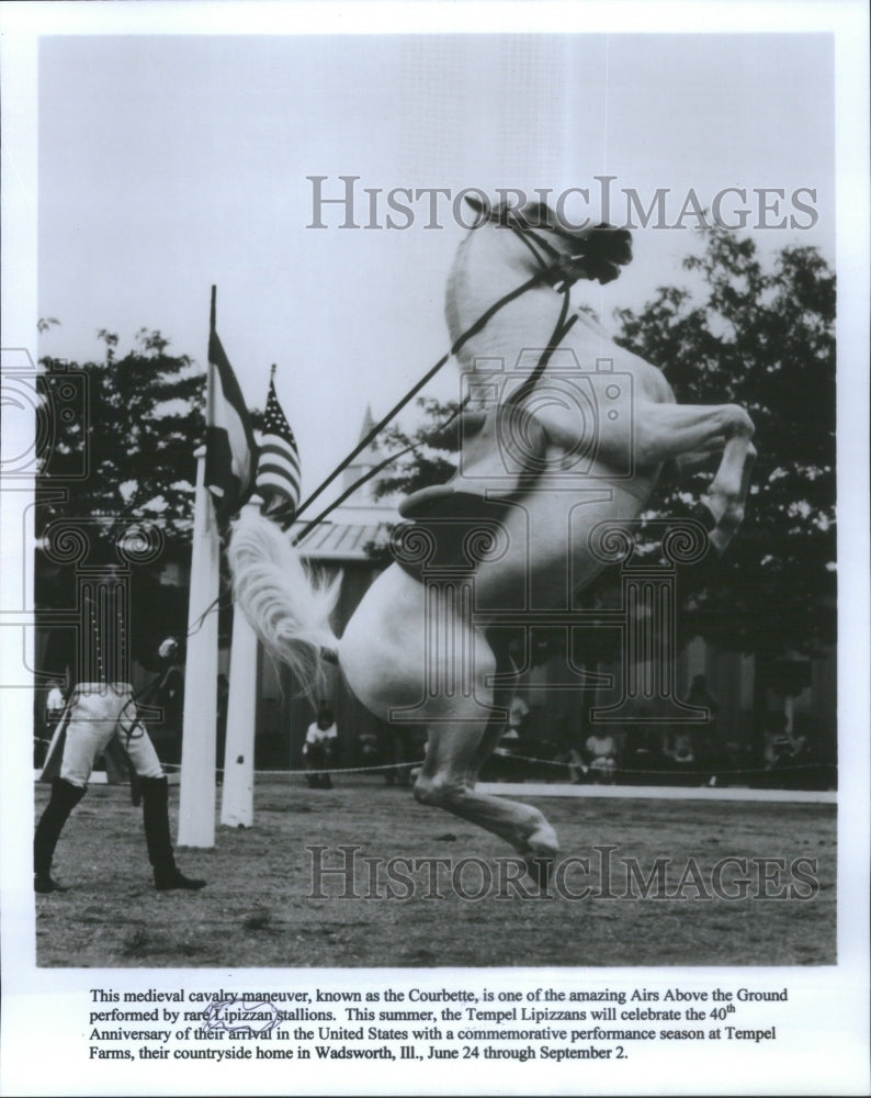 Press Photo Lipizzan Stallions Medieval Cavalry - Historic Images