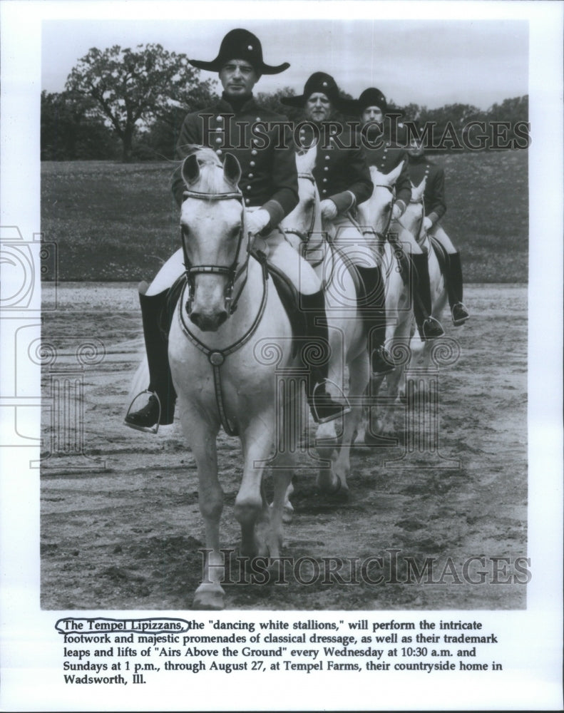 Tempel Lipizzans Dancing Whie Stallions-Historic Images