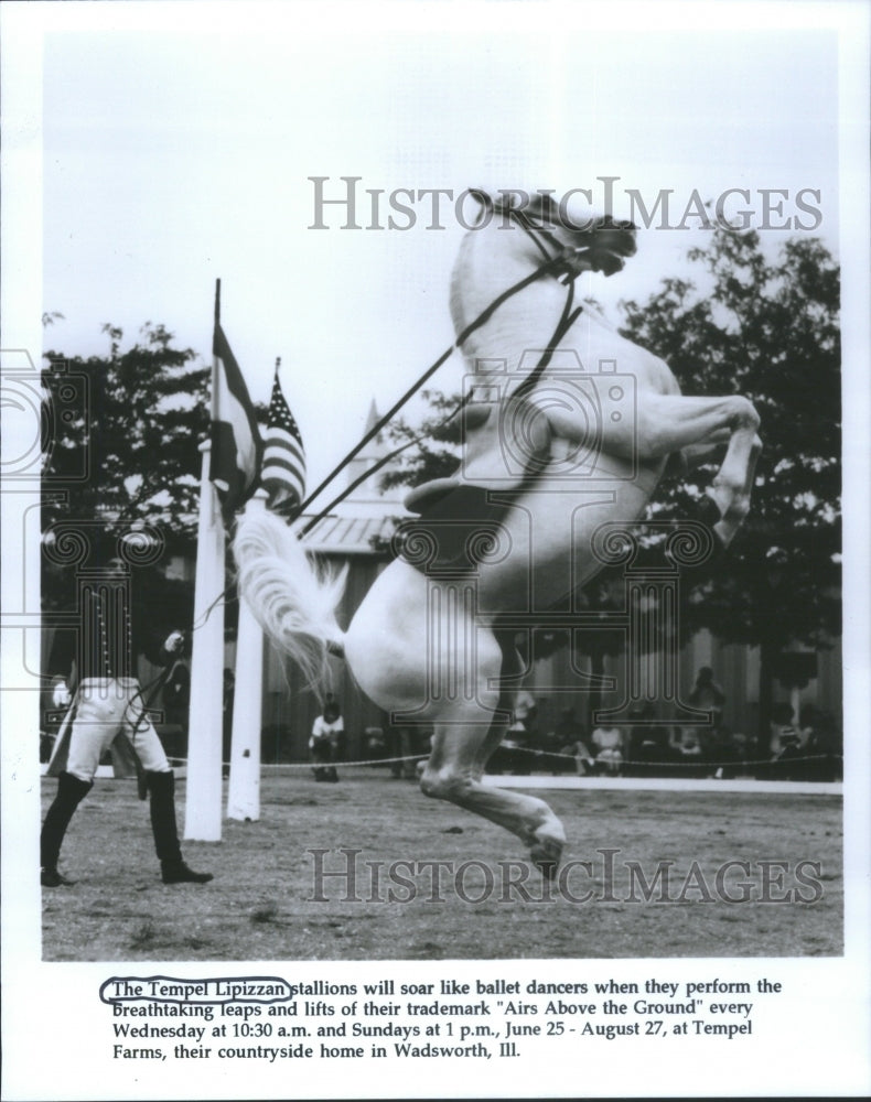 Press Photo Tempel Lipizzan Ballet Dancer Stallion Soar - RRU70107 - Historic Images