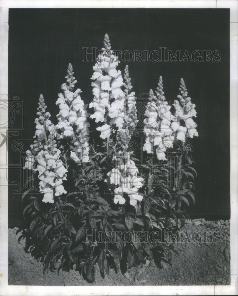 1959 Snapdragons annual flowers bloom seed-Historic Images