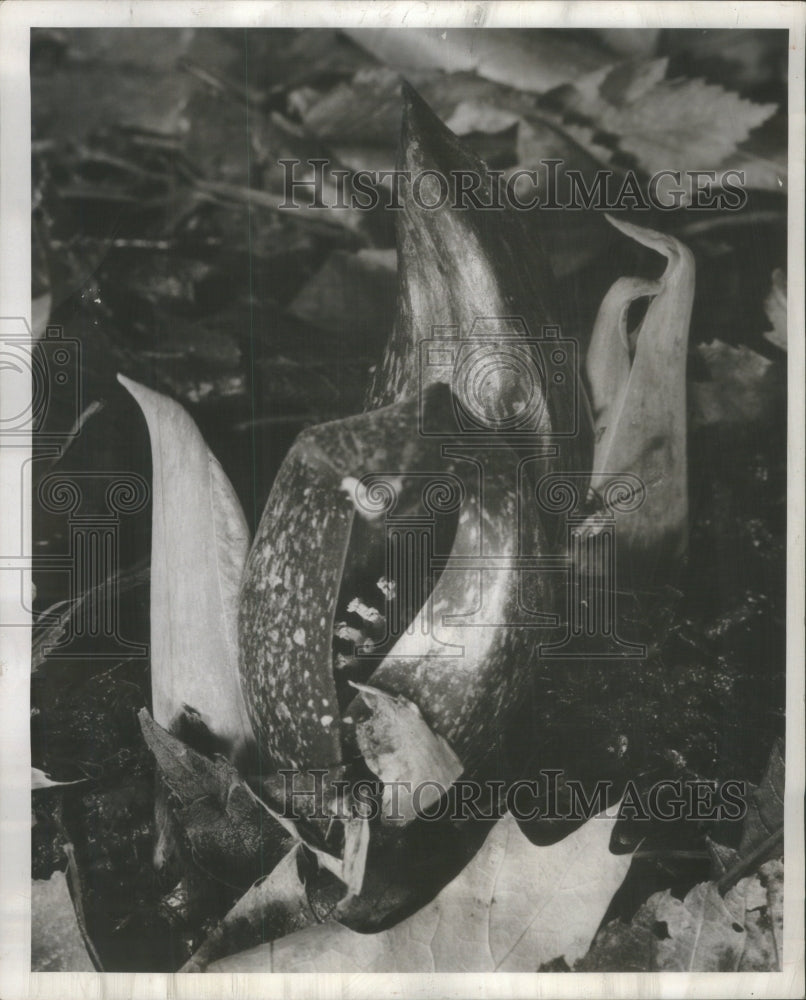 1955 Skunk Cabbage Illinois State Museum - Historic Images