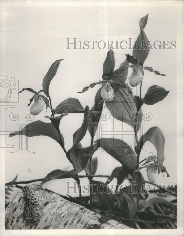 Press Photo Yellow Lady's Slipper Orchid - Historic Images
