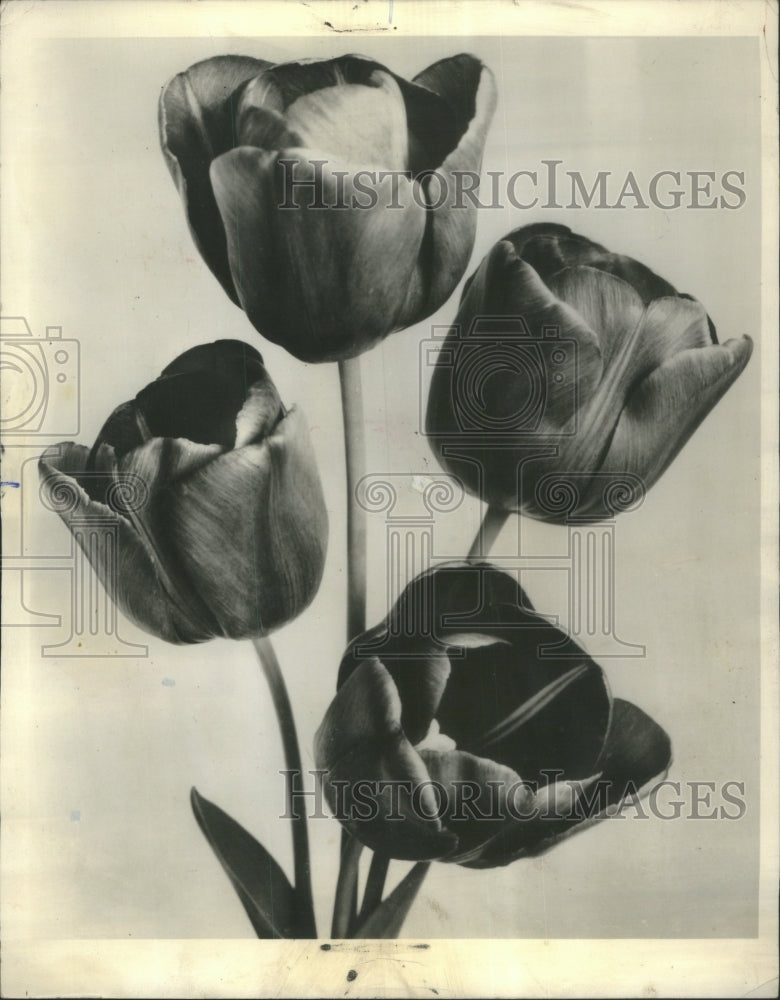 1960 Darwin Tulips Flowers Blood Red Petal - Historic Images