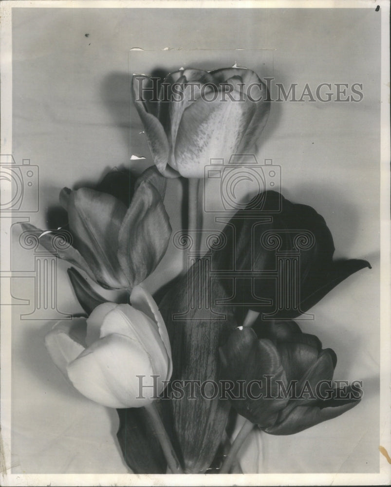 1956 Press Photo Darwin Breeder Cottage Tulips - RRU70731 - Historic Images