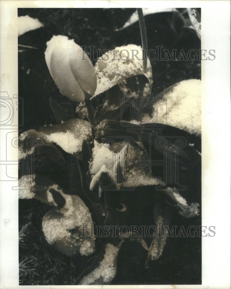 1980 Press Photo Plaza Garden Tulips Snow Coated Plant - RRU71473 - Historic Images