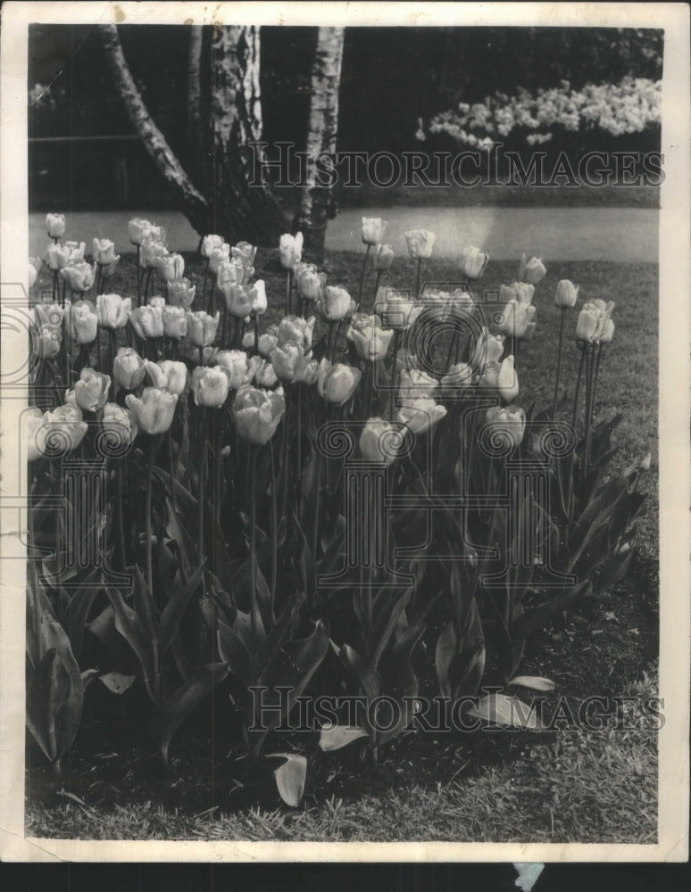 1959 Press Photo Tall Late Flowers Tulips Finest Flower - RRU71579 - Historic Images