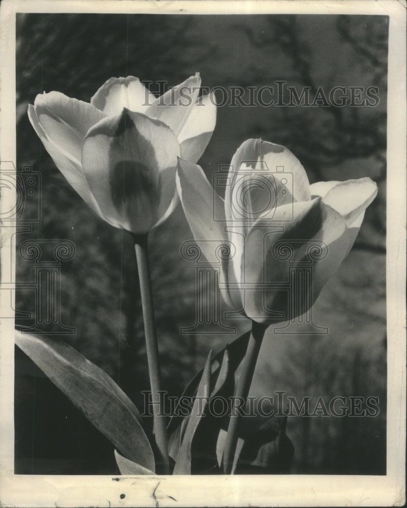 1988 Press Photo Tulip Species Family Lililaceae Genus - RRU71583 - Historic Images