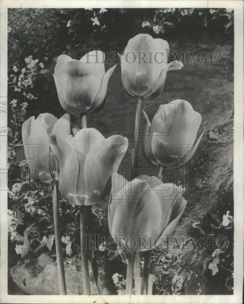 1957 Group TUlips Color Sp[ring Landscape - Historic Images