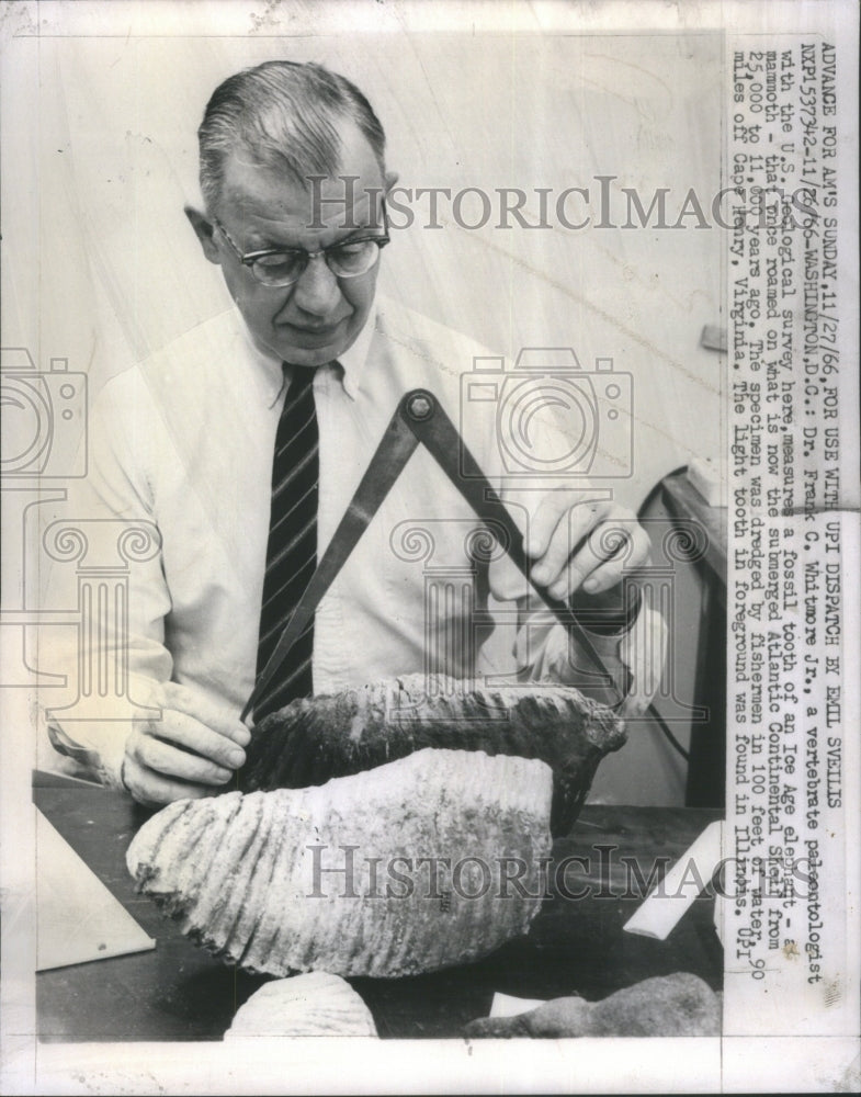 1966 Dr Frank Whitmore Jr vertebrate paleon - Historic Images